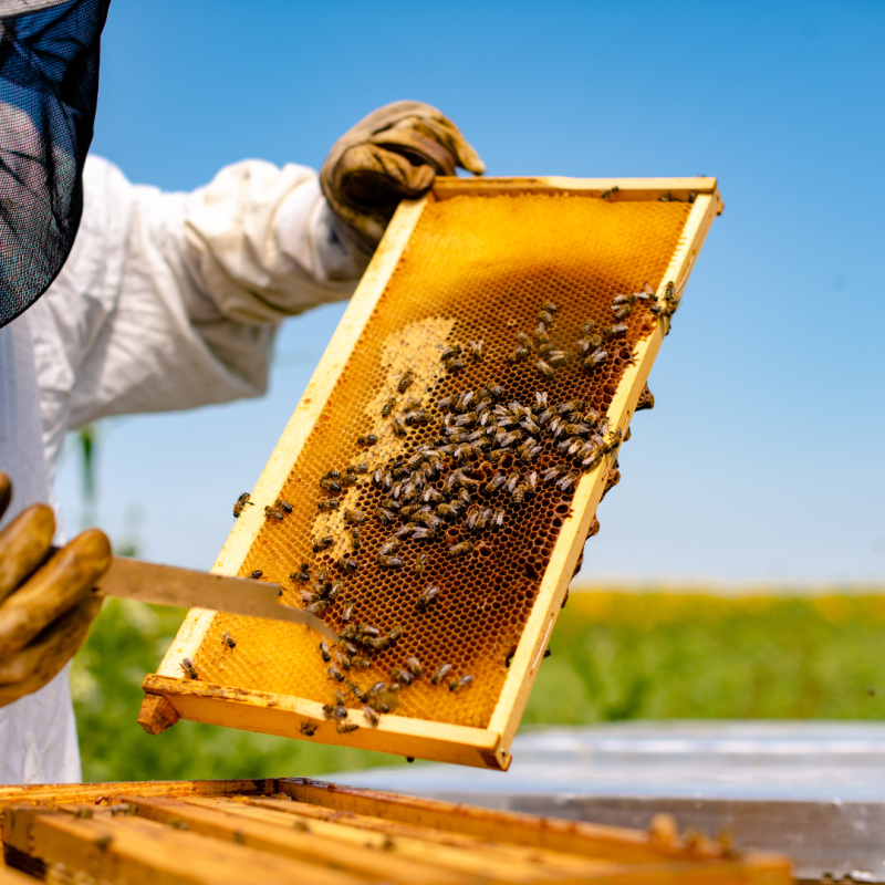Mit kell biztosítani a méhészet megkezdése előtt