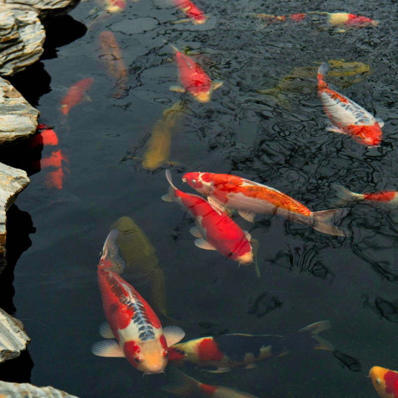 Hogyan tartsunk koi pontyokat?