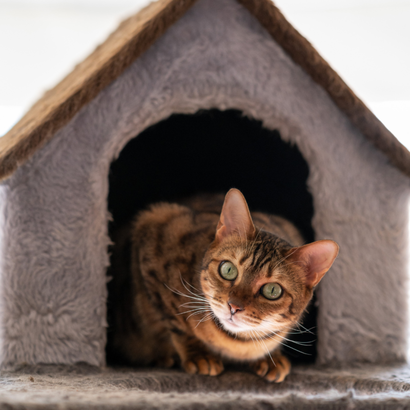 Hogyan válasszunk megfelelő macskaházat?