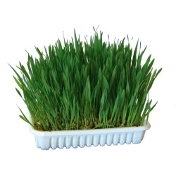Macskafű tálkában 100 g