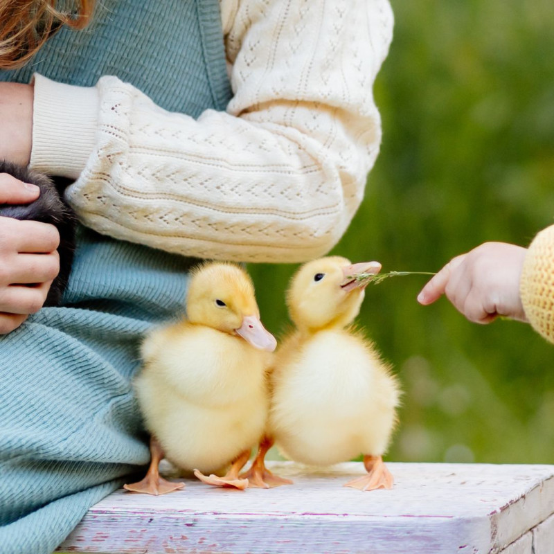 Hogyan erősítsük az állatok immunrendszerét a tél után