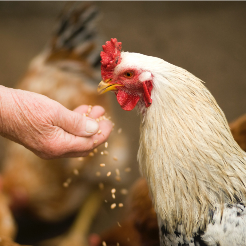 Mit ne adjunk a csirkéknek? Vagy kerülje el a legrosszabbat