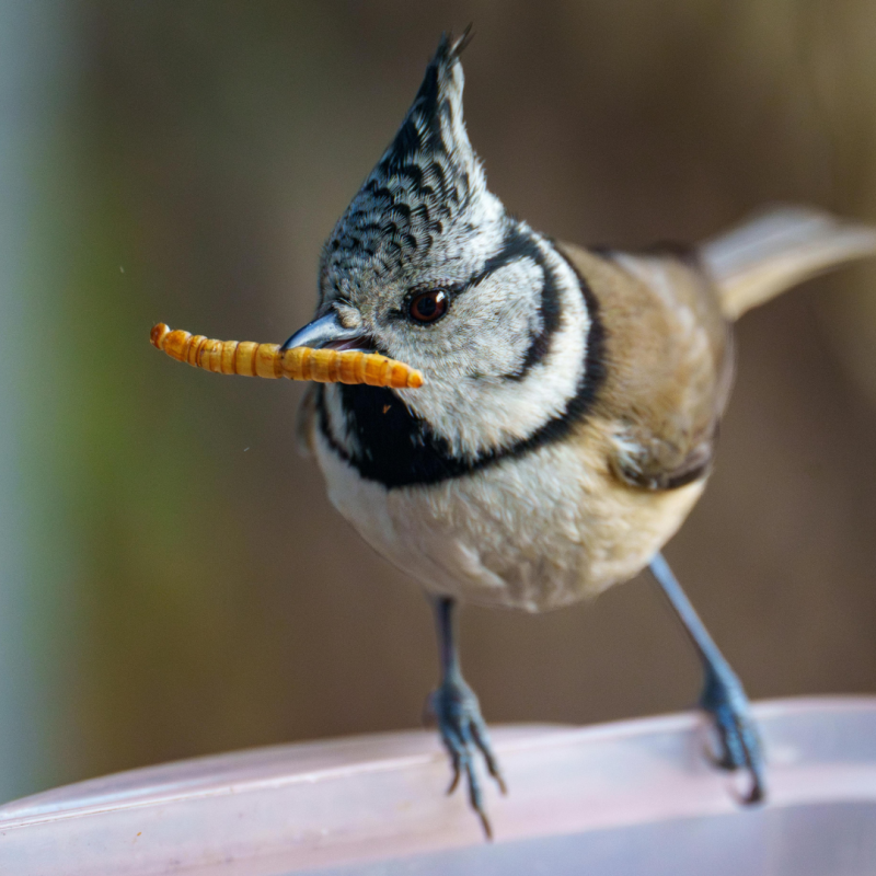 Lisztkukacok: Miért ne tudna nekik ellenállni egyetlen állattartó sem?
