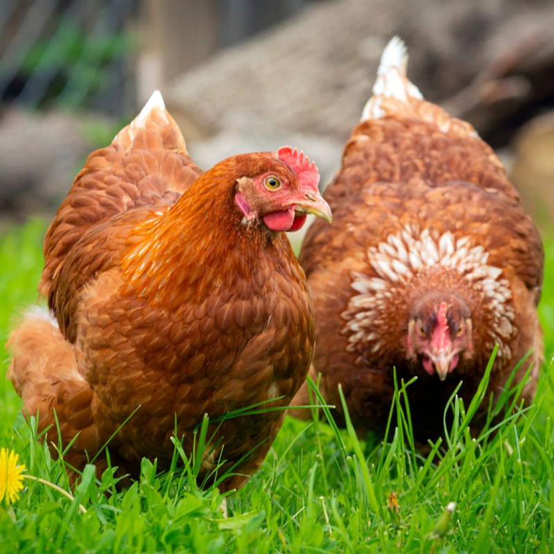 3 dolog, amely időt takarít meg a tyúktartás során!