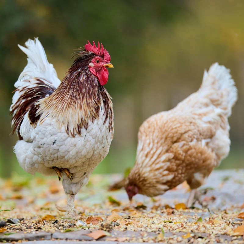Miért az ősz a legjobb időszak a tyúkok beszerzésére?