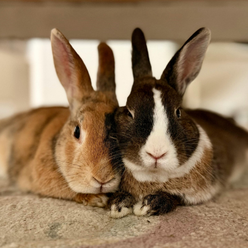 Hogyan tartsunk nyulakat tavasszal