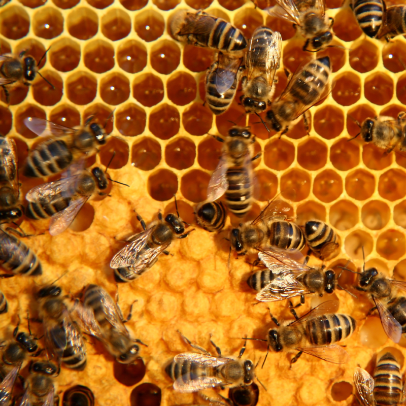 Méhészkedés: minden kezdőknek