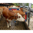 Euro Farm szarvasmarha dörzsölőkefe rugóval