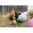 Csipegető labda tyúkoknak – 6 db (3kg)