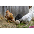 Csipegető labda tyúkoknak – 6 db (3kg)