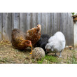 Csipegető labda tyúkoknak – 6 db (3kg)
