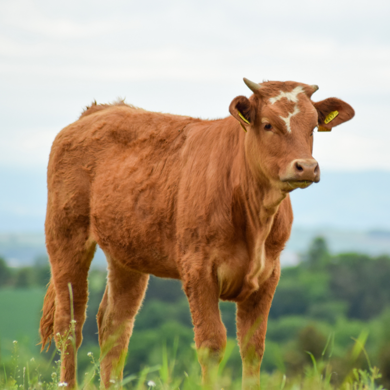 Hogyan ápoljuk a szarvasmarhák patáit vagy hogyan előzzük meg a betegségeket