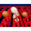BOROTTO REAL 49 EXPERT Teljesen automata tojáskeltető