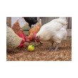 Baromfi etető – gabonás labda tyúkoknak, 7,5 cm