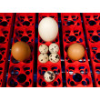 BOROTTO REAL 49 AUTOMATIC Automata tojáskeltető