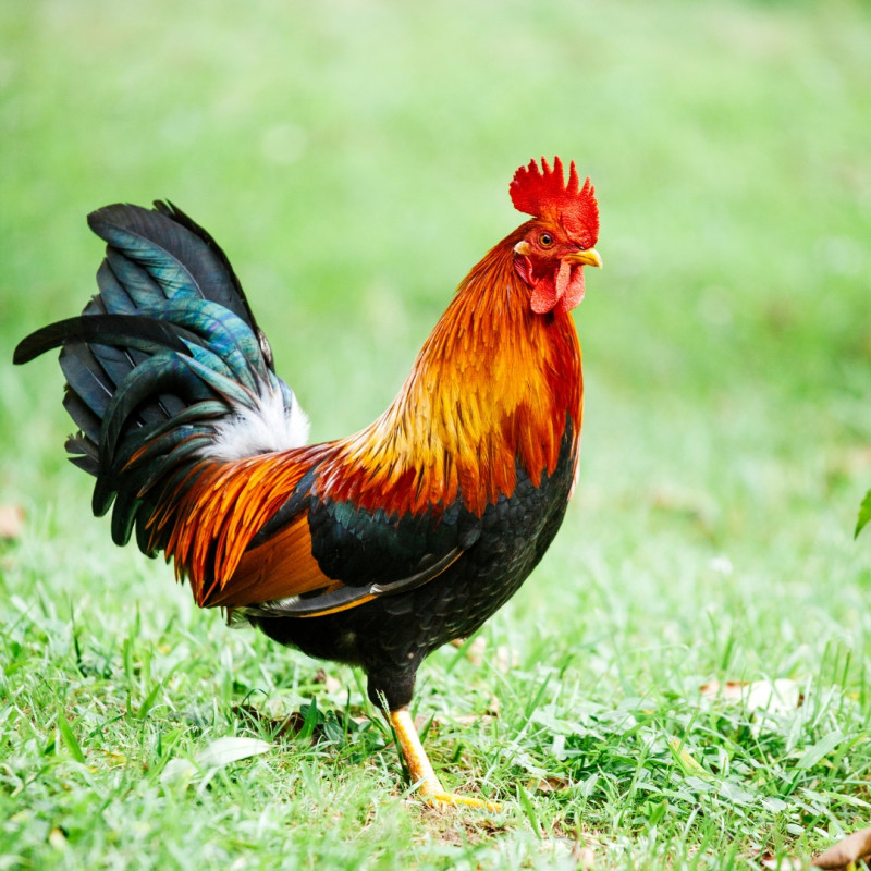 Mit tegyünk agresszív kakas esetén?