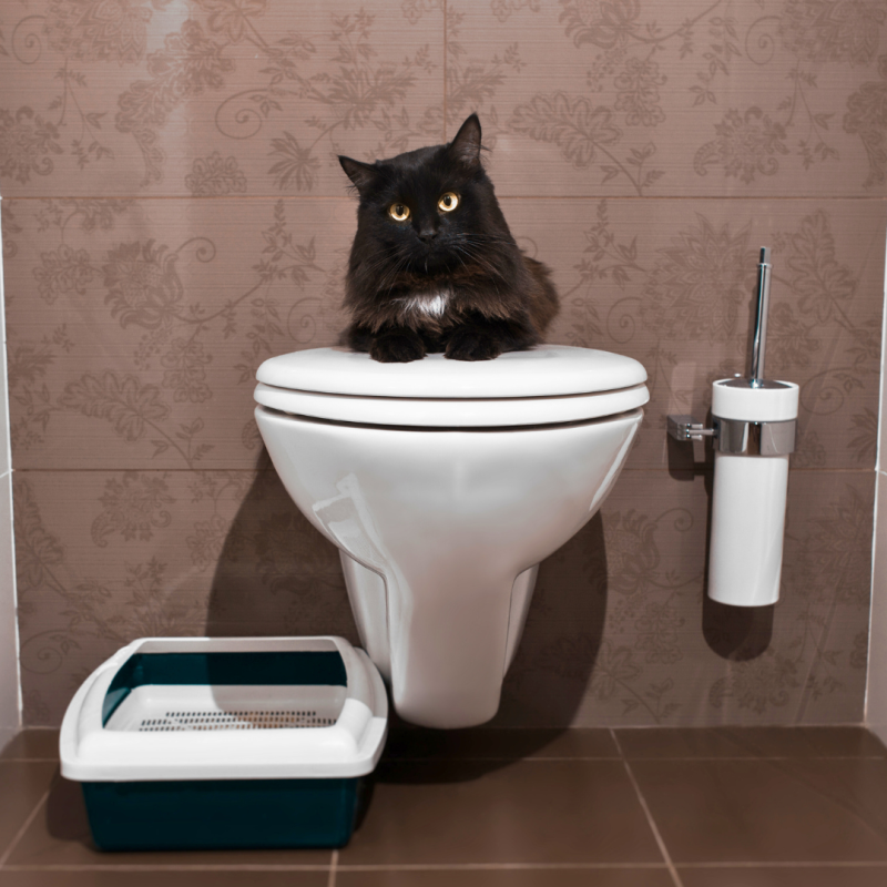 Hogyan lehet a macskát a hagyományos WC használatára szoktatni?