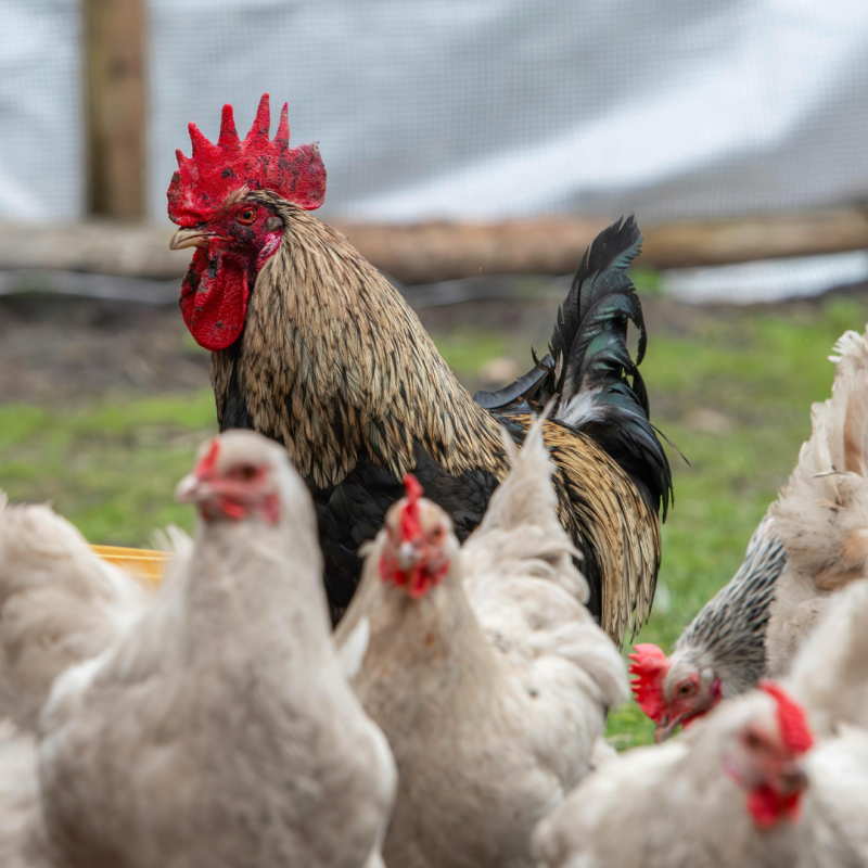 A baromfitartás módjai