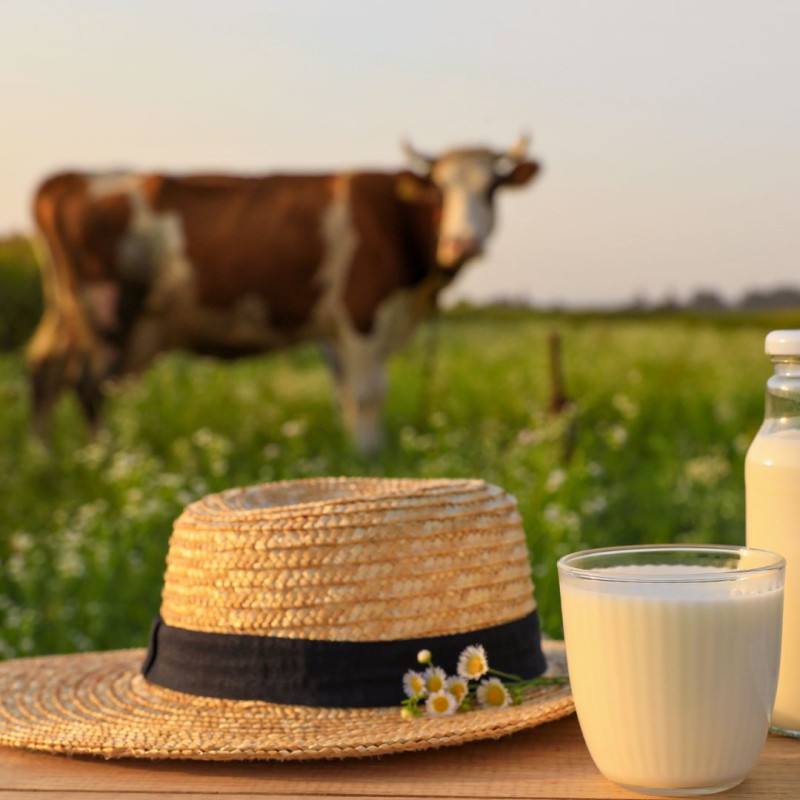 Mi befolyásolja a tej ízét?