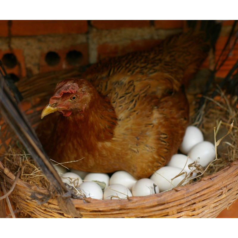 Tojótyúkok: Mely fajtáknak van a legtöbb tojáshozamuk