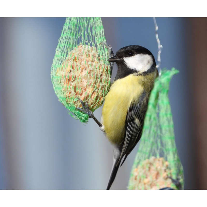 Táplálék kültéri madaraknak, avagy mit tegyünk az etetőbe