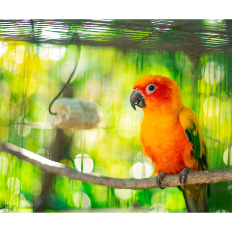 Hogyan válasszunk papagáj ketrecet és hol helyezzük el