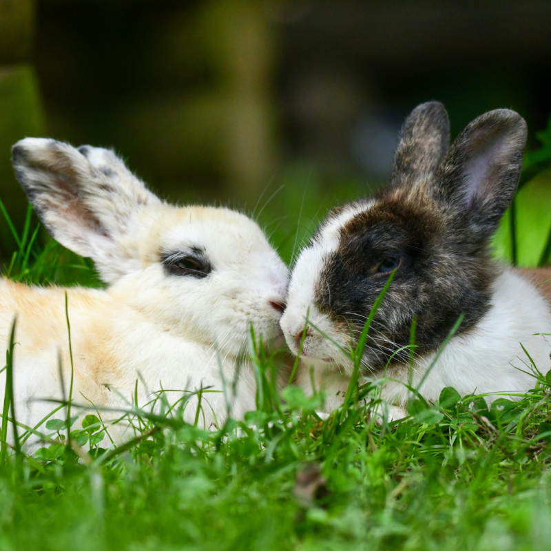 Hogyan ismerhető fel a vemhesség egy nőstény nyúlnál?