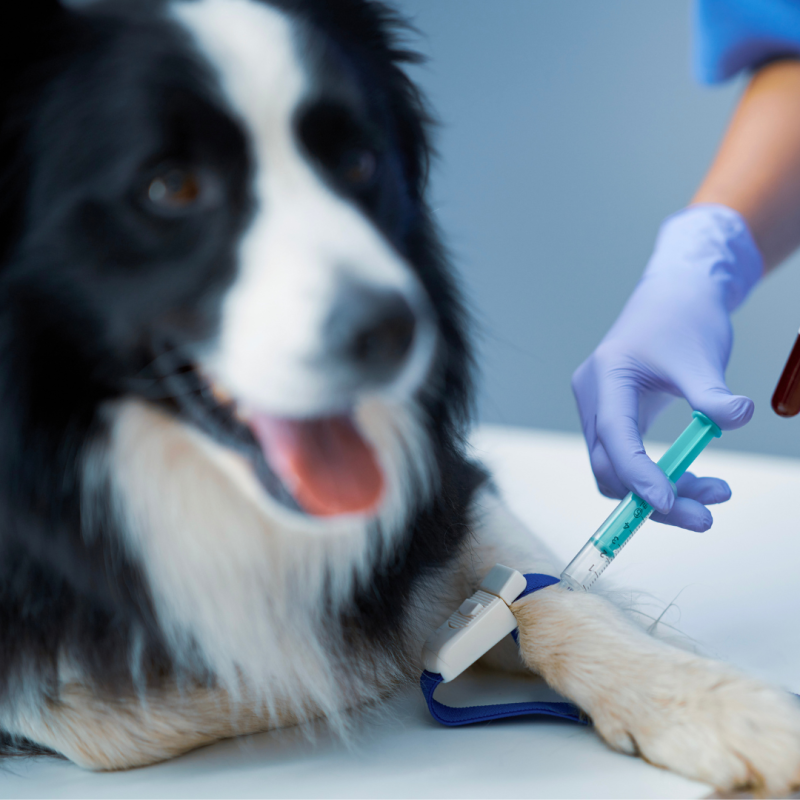 Lehetséges a kutyák véradás?