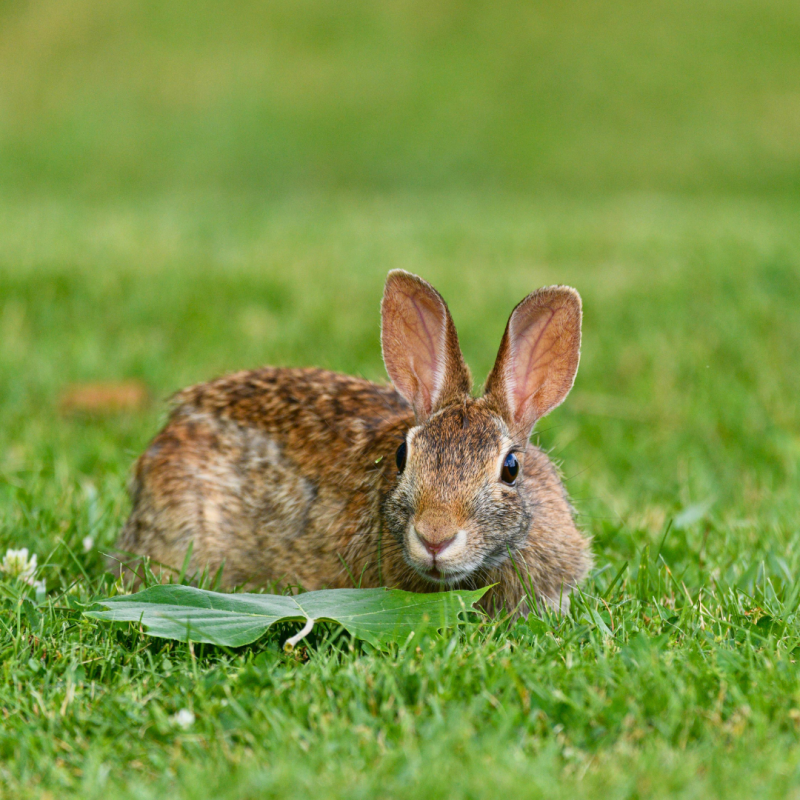 Nyúl vs. mezei nyúl: Mi a különbség?