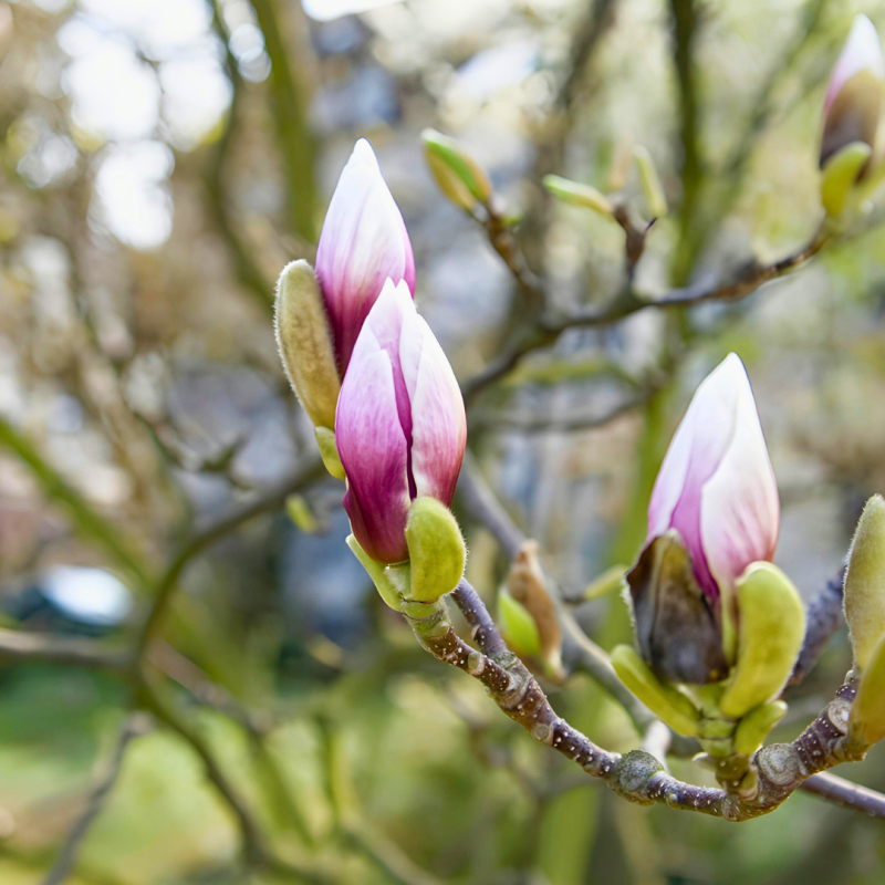 Hogyan védjük meg a kertet a tavaszi fagyoktól?