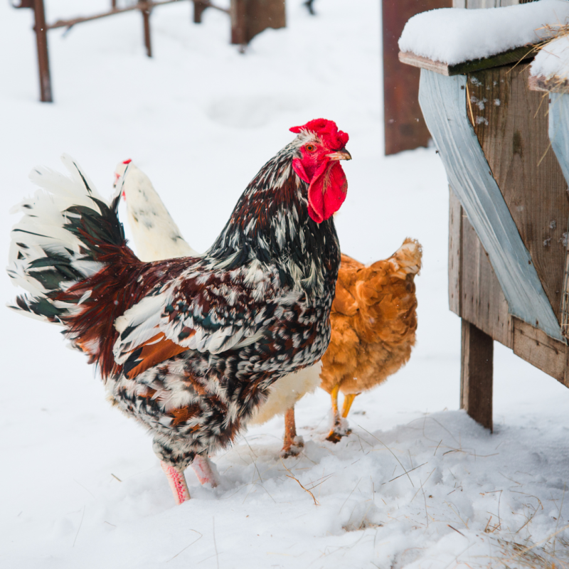 Hogyan akadályozzuk meg az itató befagyását télen: útmutató minden állattartónak