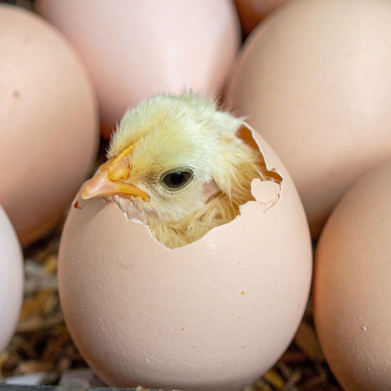 Milyen az optimális hőmérséklet a keltetőben?