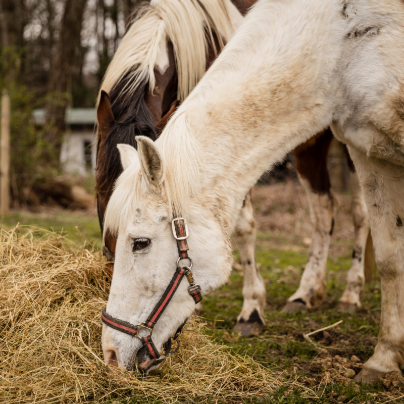Gyomorfekély lovaknál