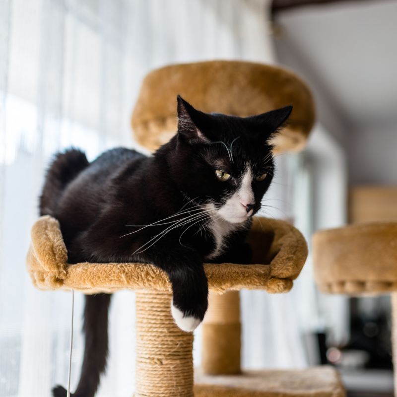 Miért érdemes kaparófát venni a macskának?