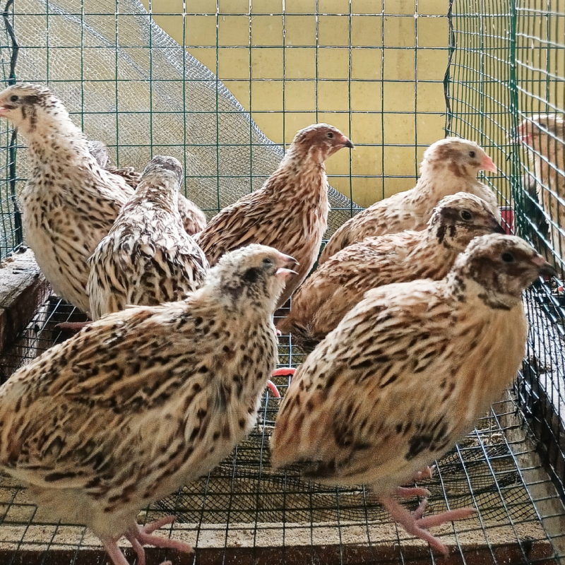 Miért csipkedik egymást a fürjek, és hogyan előzhető meg?