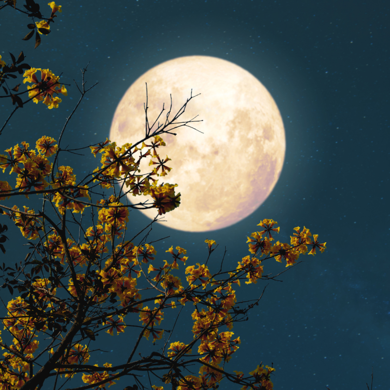 A Hold és hatása az állatokra és növényekre