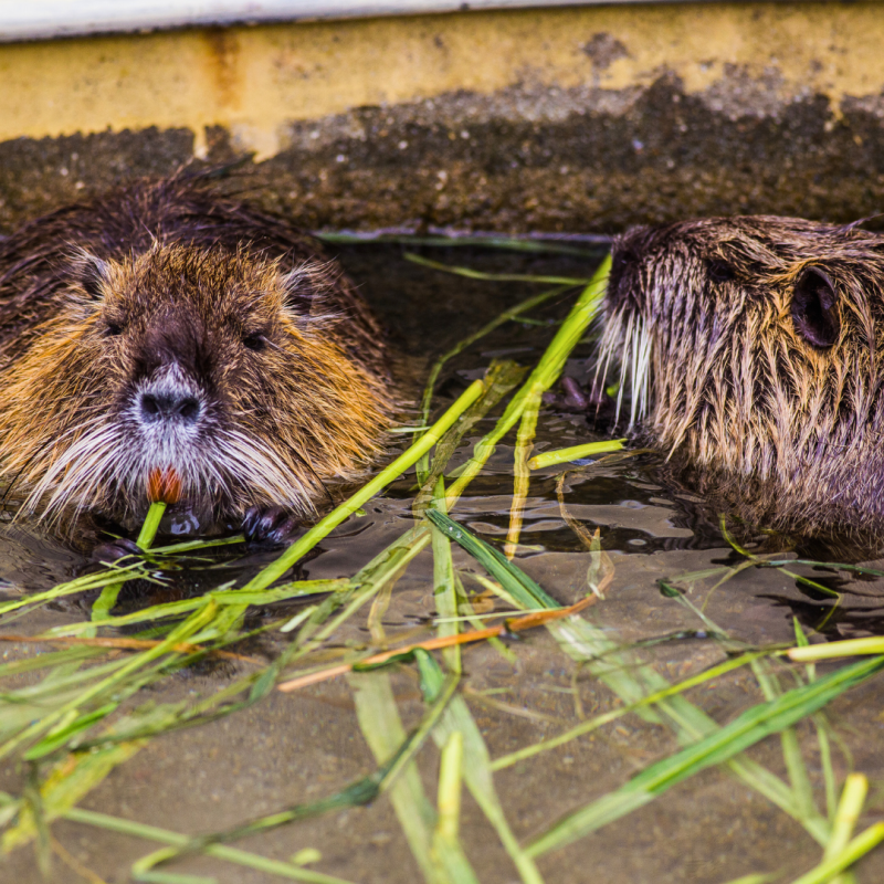 Hogyan tartsunk nutriát?