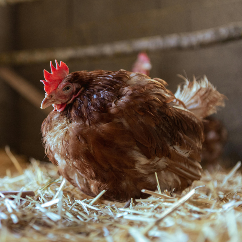 Alomfajták – melyiket válasszuk?