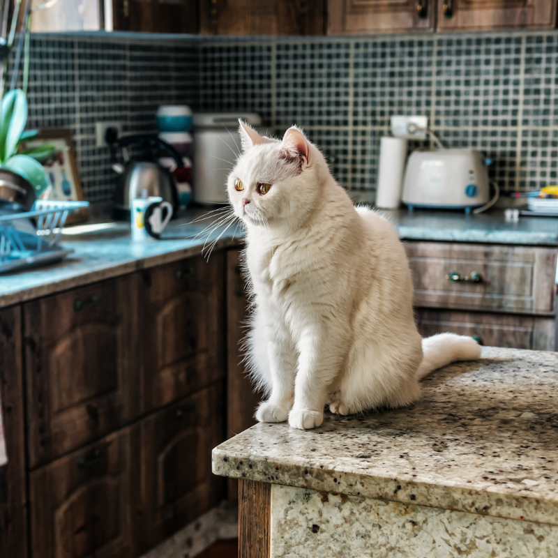 Hogyan tanítsuk meg a macskát, hogy ne ugorjon a tiltott helyekre?