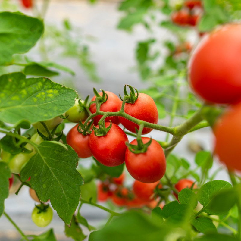 Kezdő kertészeknek ajánlott növények