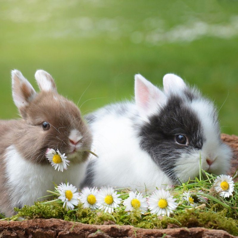 Mi az a cökotrófia?