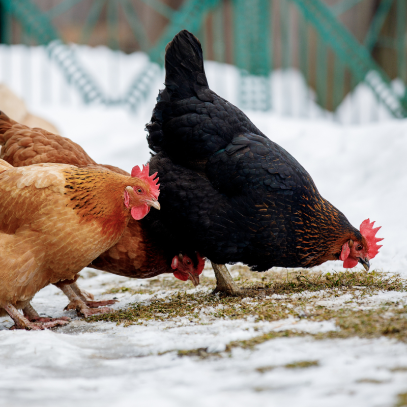 Hogyan tartsunk tyúkokat télen?