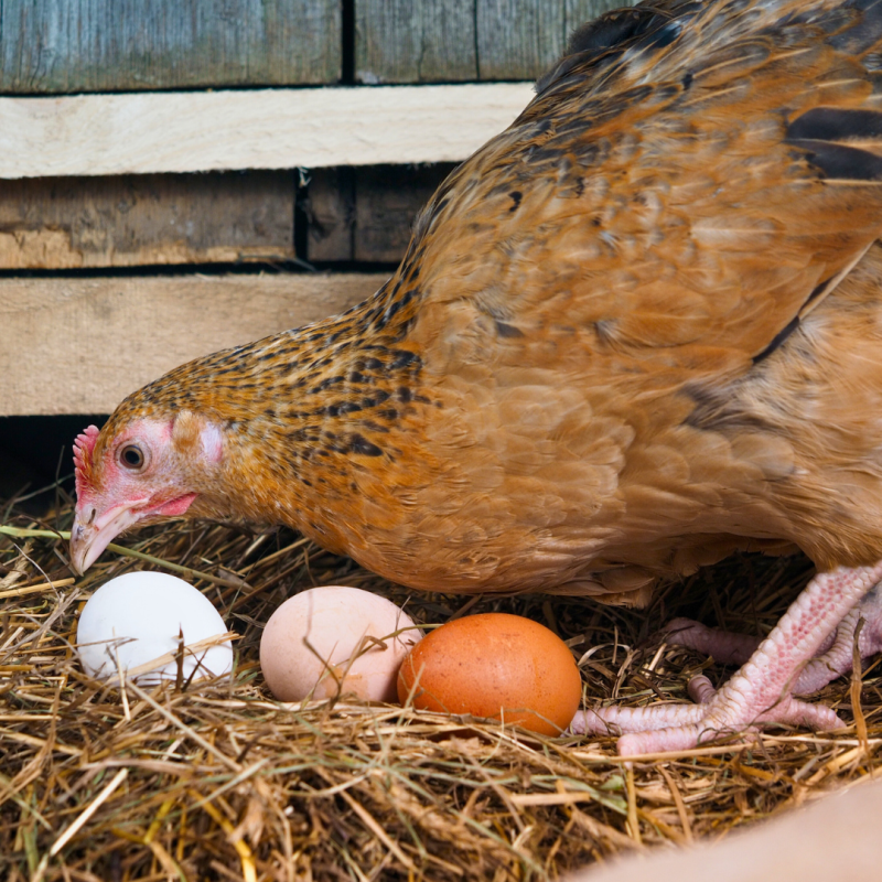 Szükséges a haszonállatok termelésének figyelemmel kísérése a baromfinál?