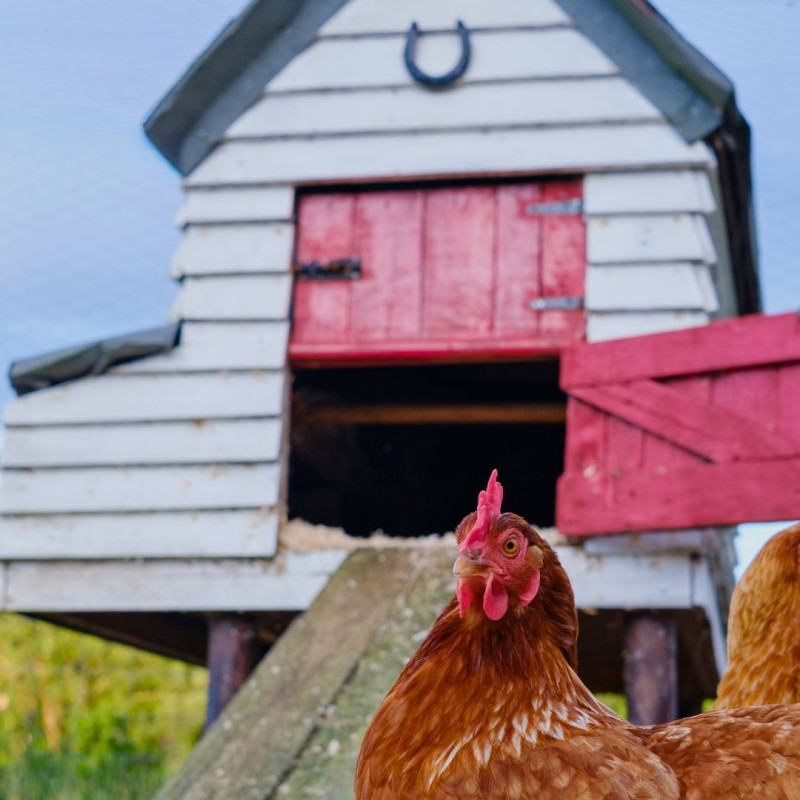 Hogyan kezeljük a nedvességet a tyúkólban?