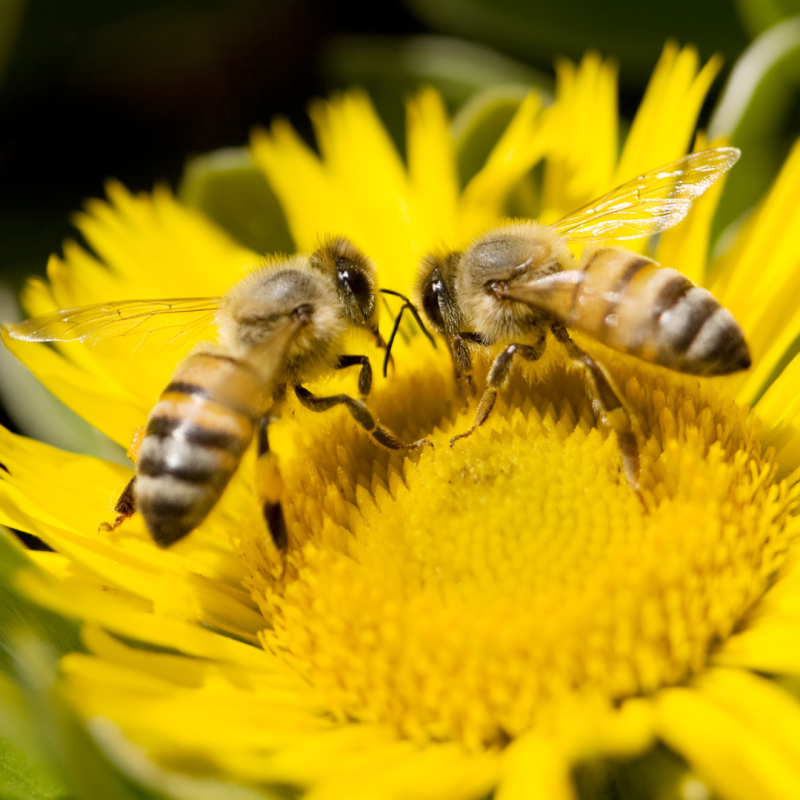 A méhek varroatózisa
