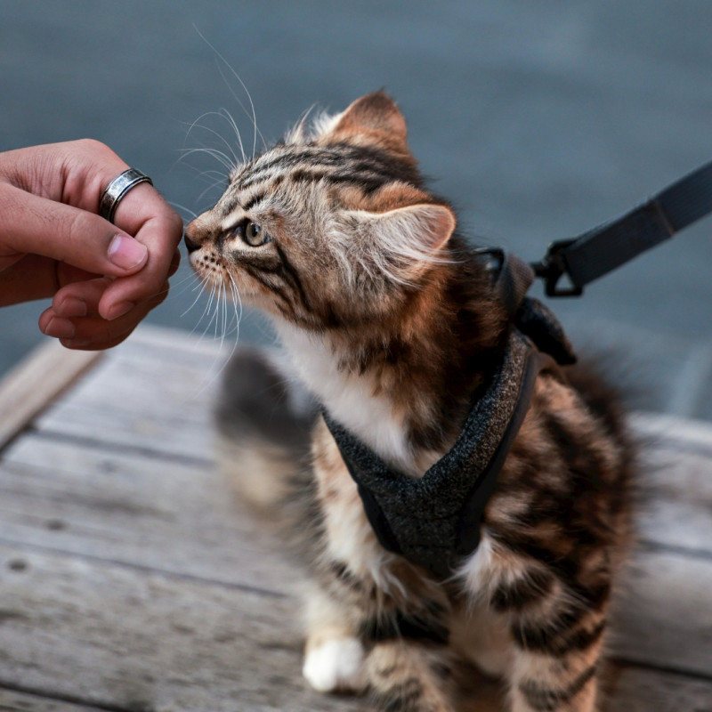 Hogyan tanítsuk meg a macskát pórázon sétálni?