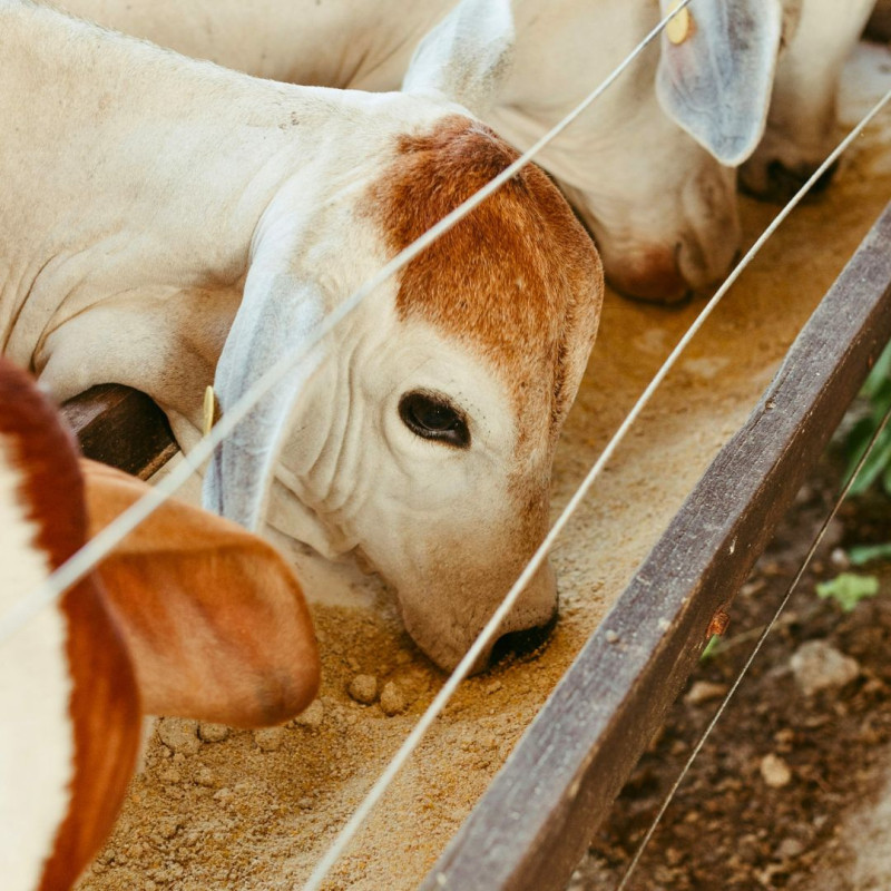 Házi takarmánykeverékek: mire érdemes odafigyelni