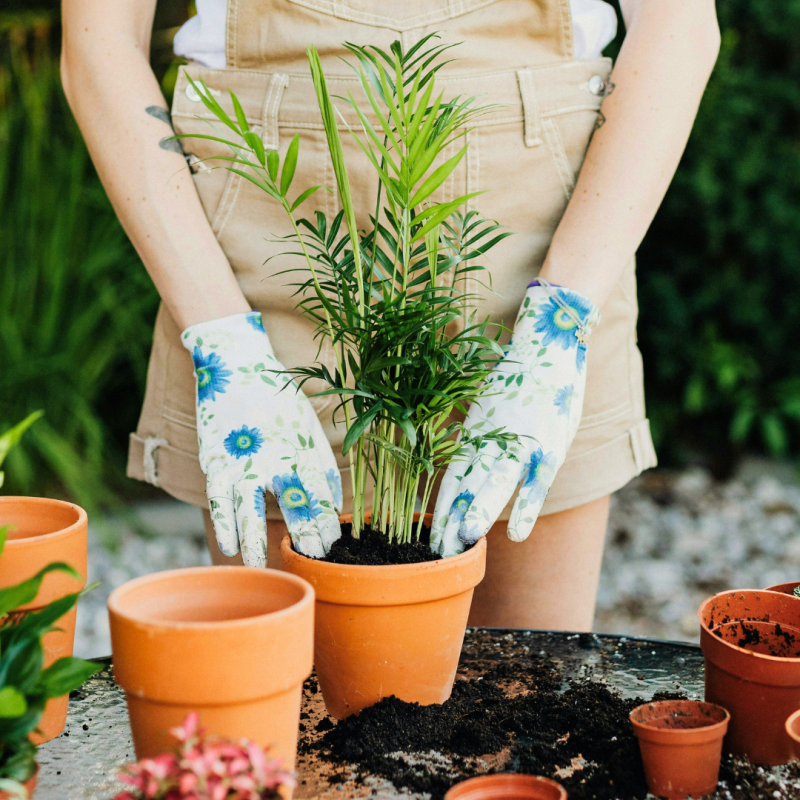 Kezdő kertészek számára ajánlott növények