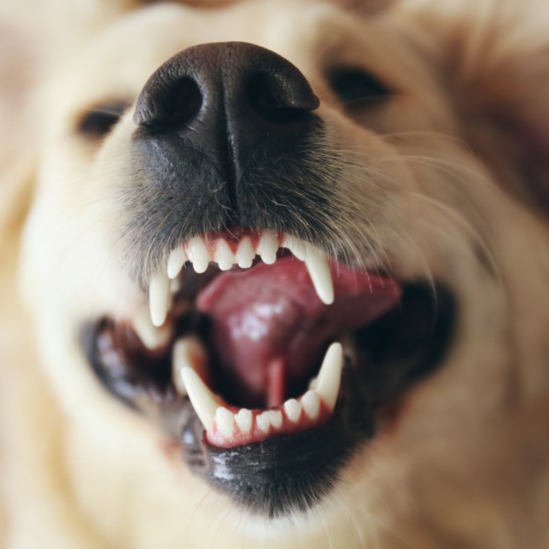Fogváltás kutyáknál